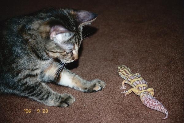 My Jungle Bell and my kitten