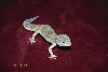 100% Het for Raptor