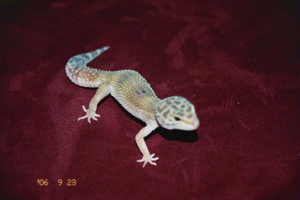 100% Het for Raptor