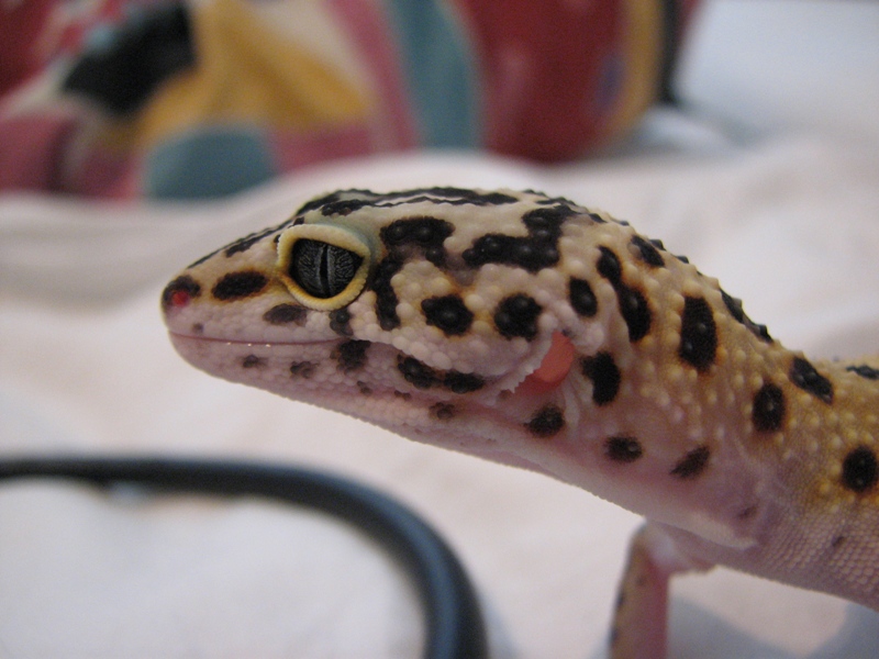 Gecko Eye