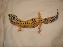 Gecko Top