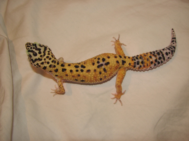 Gecko Top