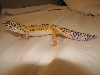 Gecko Bottom