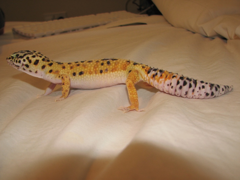 Gecko Bottom