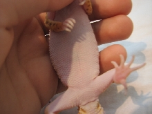 Gecko Side
