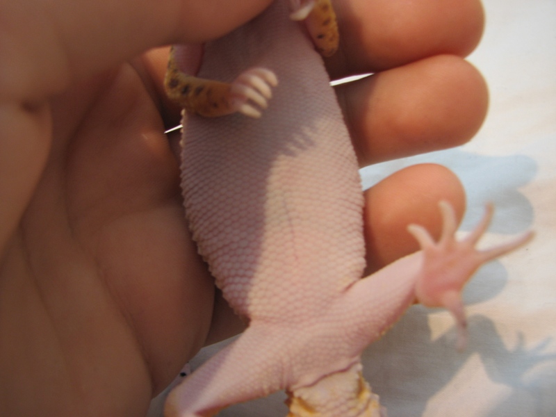 Gecko Side