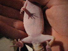 Underside of Gecko