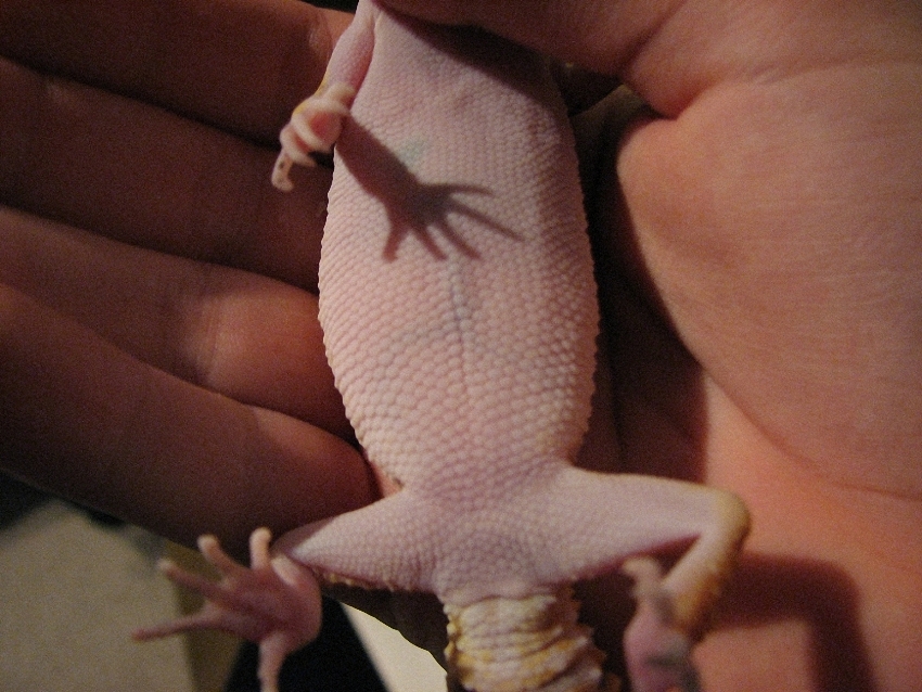 Underside of Gecko