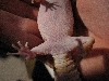 Underside of Gecko 2