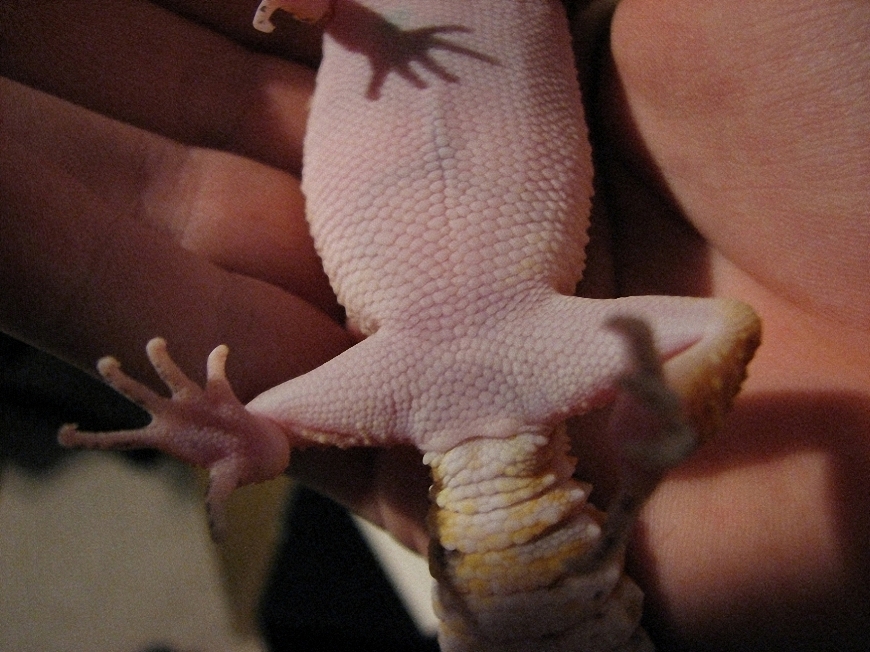 Underside of Gecko 2