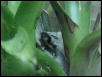 Aparasphenodon Brunoi