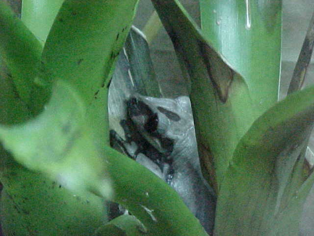 Aparasphenodon Brunoi