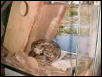 Boa constrictor