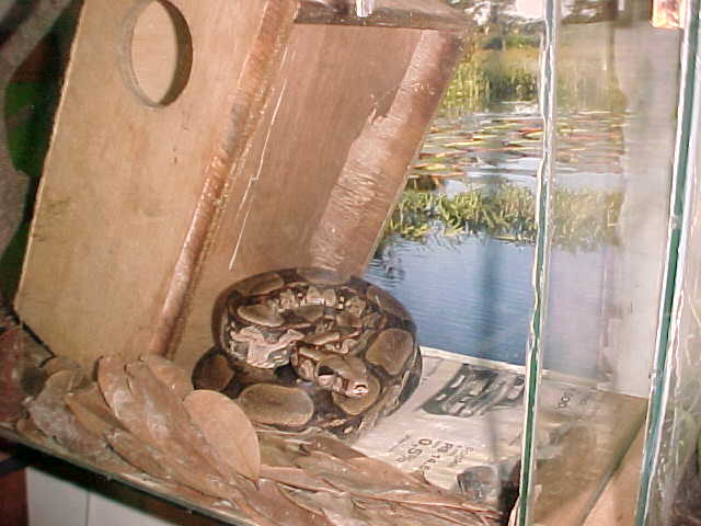 Boa constrictor