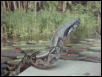 Boa constrictor