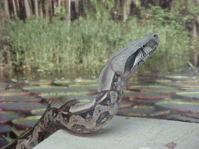 Boa constrictor
