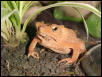 Bufo margaritifer