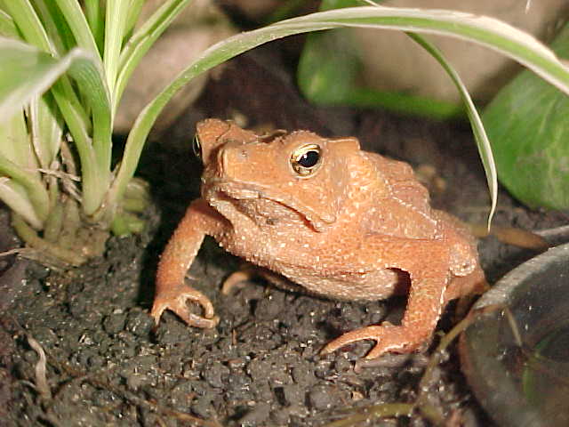 Bufo margaritifer
