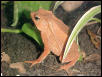 Bufo margaritifer