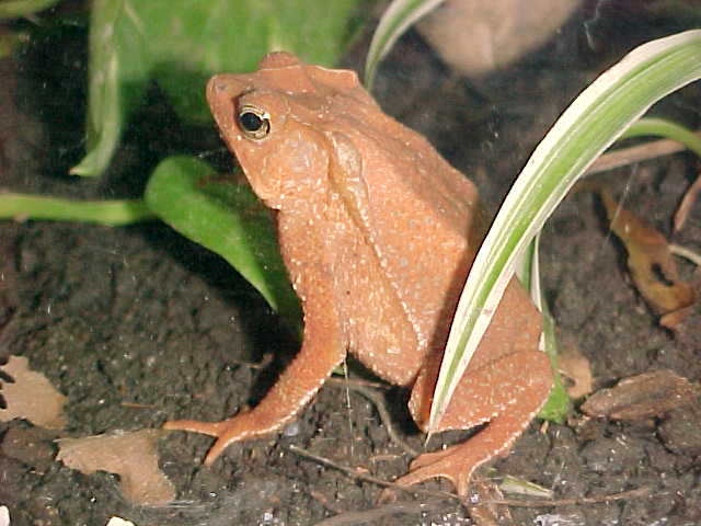 Bufo margaritifer