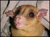 Caluromys phillander