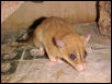 Caluromys phillander