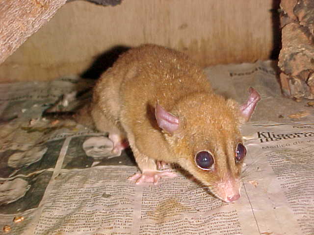 Caluromys phillander