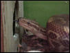 Epicrates cenchria crassus