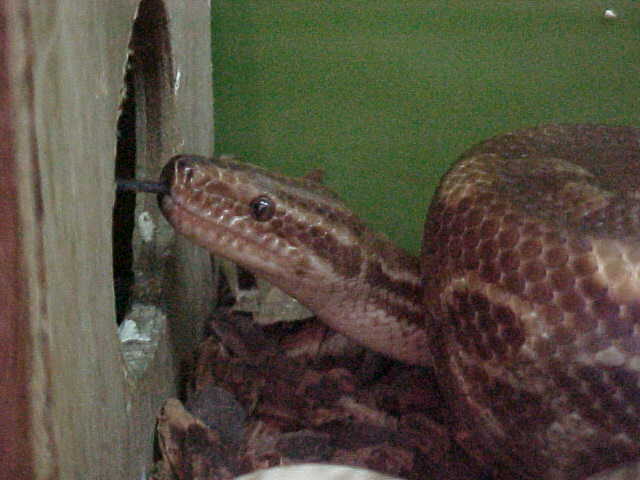 Epicrates cenchria crassus