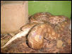 Epicrates cenchria crassus