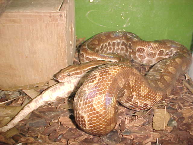 Epicrates cenchria crassus