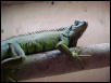 Iguana male