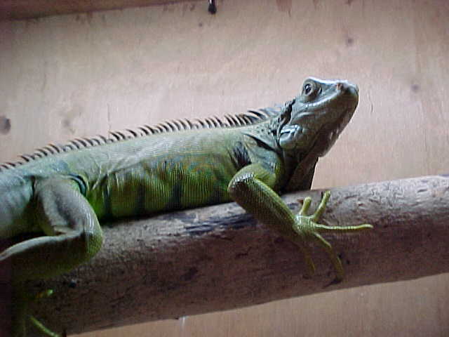 Iguana male
