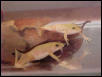 Xenopus laevis