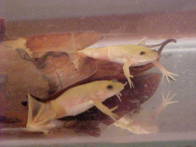 Xenopus laevis