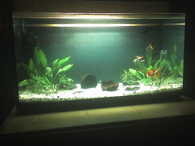 goldfish tank