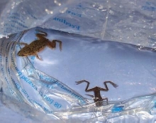 2 African Dwarf frogs