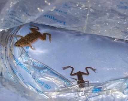 2 African Dwarf frogs