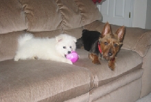Mai with her big sister Pepper.