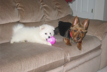 Mai with her big sister Pepper.