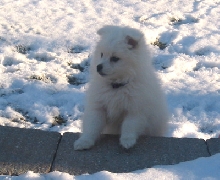 Maia at 9 weeks loving the snow!
