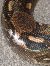 Odd-White Mark