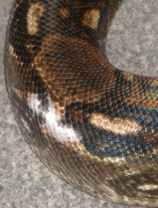 Odd-White Mark