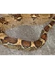 05 male "Sunkist" Boa