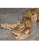 05 Male "Sunkist" Boa