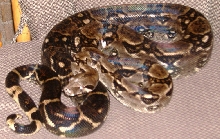 Odd-White Marked Boa