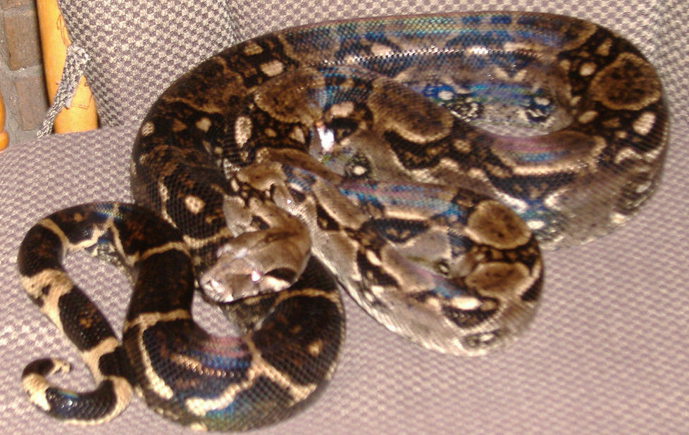 Odd-White Marked Boa