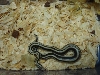 06 mexican rosyboa