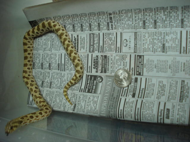 2A1-06 female