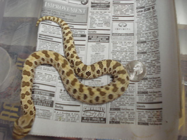 2A3-06 female